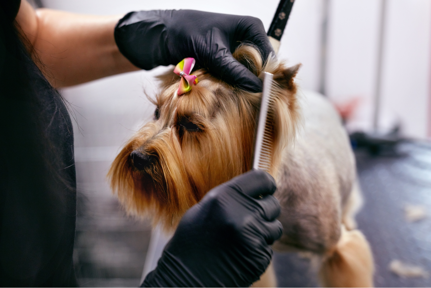 6 Proven Dog Grooming Marketing Tips & Advertising Ideas to Try in 2023